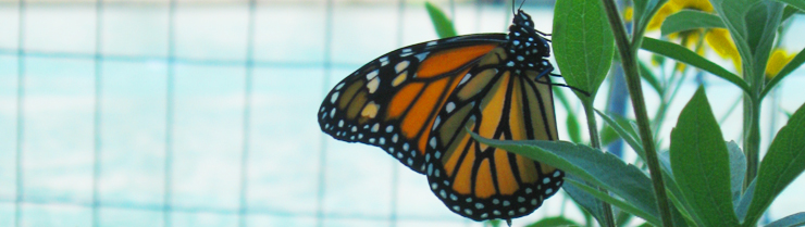 A monarch butterfly at the Chicago River "Fish Hotel," a WRD Environmental project
