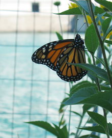 A monarch butterfly resting at the Michigan Avenue "Fish Hotel"