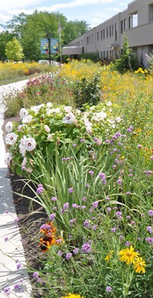 A variety of native plants border the walkway to the entrance of the Ball Horticultural Company corporate office.