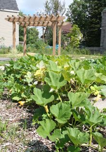A scene from the Richards Career Academy learning landscape: vegetable plants in the foreground and a pergola in the background